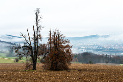 Trees on field against sky