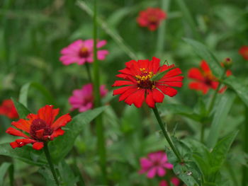 Close-up of red flowering plants in park