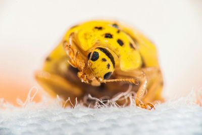 Close-up of beetle pollinating on flower