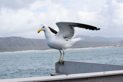 Seagull flying over sea against sky