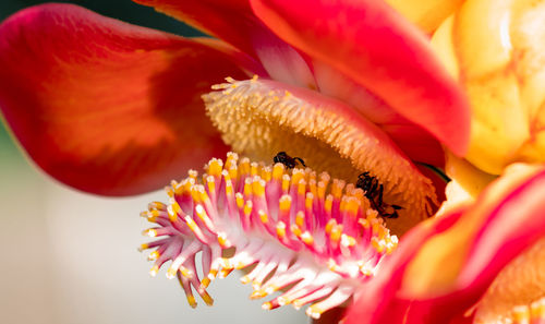 Close-up of honey bee on pink flower