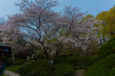 Trees against sky