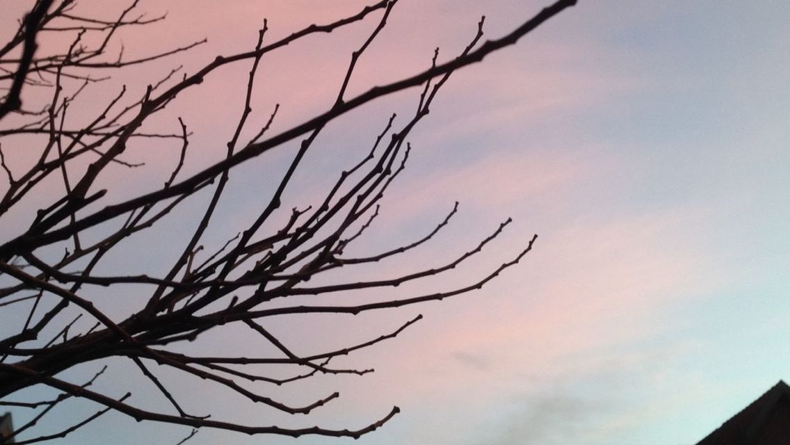 sky, low angle view, branch, bare tree, nature, sunset, cloud - sky, tranquility, silhouette, beauty in nature, growth, cloud, plant, cloudy, scenics, outdoors, bird, no people, tree, tranquil scene