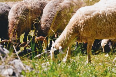 Sheep grazing in a field