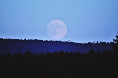 Scenic view of silhouette trees against sky at night