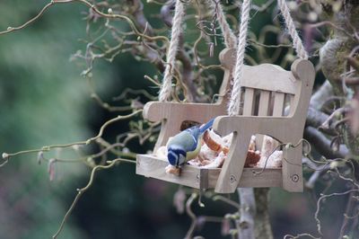 Close-up of birdhouse on tree