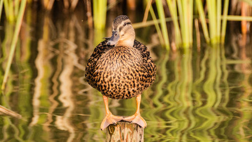 Close-up of bird perching on wooden post