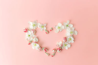 Close-up of pink flower over white background
