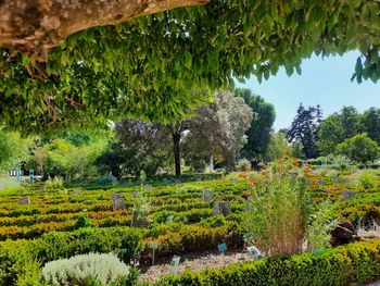 View of trees in park