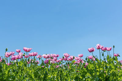 Pink flowering plants on field against clear blue sky