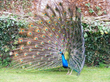 Peacock on grass