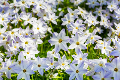 Close-up of white flowering plants