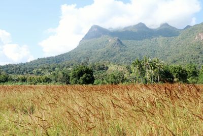 Scenic view of field against sky