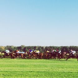 Horse racing on grassy field against clear sky