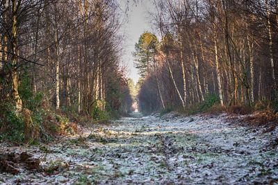 Dirt road amidst trees against sky