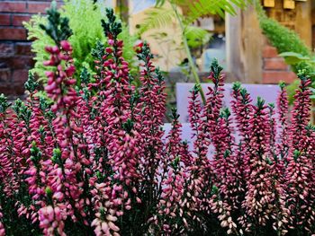 Close-up of pink flowering plants