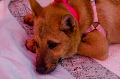 Close-up of dog relaxing on bed at home