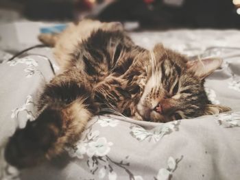 Close-up portrait of cat relaxing on bed at home