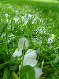 Close-up of plant growing in field