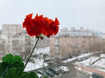 Close-up of red flowering plant in city