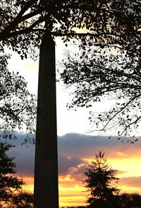 Low angle view of silhouette tree against orange sky