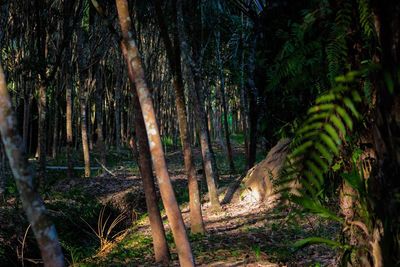 View of trees in forest
