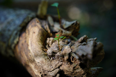 Close-up of lizard on rock