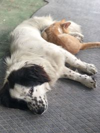 High angle view of dog resting on footpath