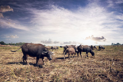 Horses on a field