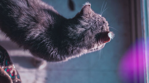 Close-up of cat at home