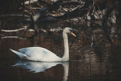 Swan swimming in lake