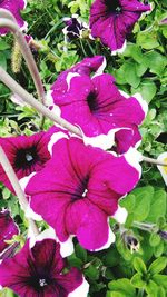 Close-up of pink flower