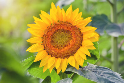 Close-up of sunflower