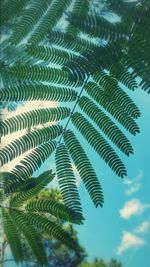 Low angle view of palm leaves