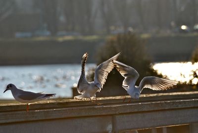 Seagulls flying above the sea