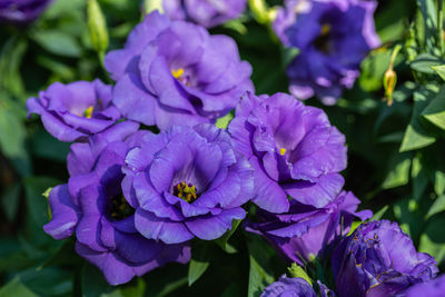 Close-up of purple flowering plant