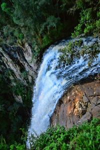 Scenic view of waterfall in forest