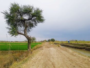 Dirt road amidst agricultural field against sky