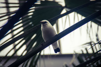 Close-up of bird perching outdoors