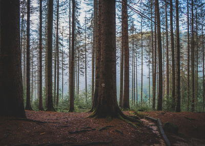Pine trees in forest