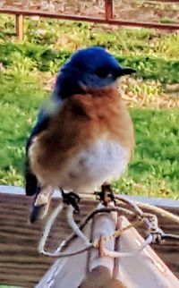 Close-up of bird perching outdoors