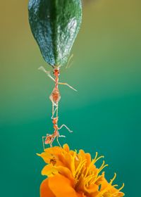 Close-up of yellow flowering plant