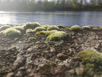 Close-up of plants growing on moss