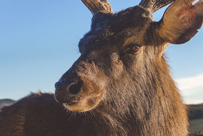 Close-up of a horse against the sky