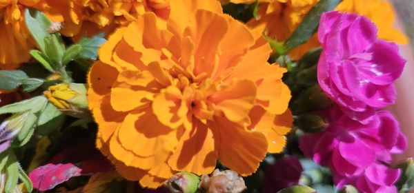 flowering plant