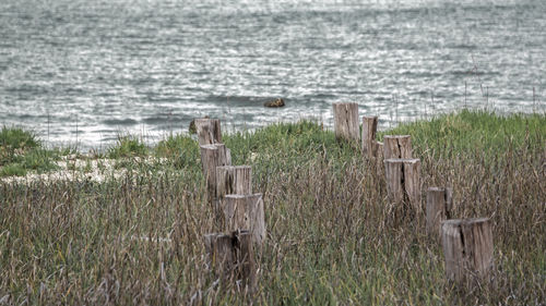 Wooden posts on beach