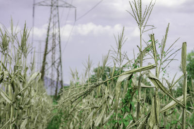 Close-up of crops growing on field against sky