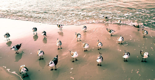 High angle view of birds in lake