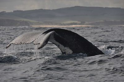 Horse swimming in sea