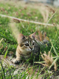 Portrait of a cat on field